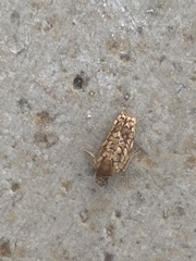 Choristoneura houstonana