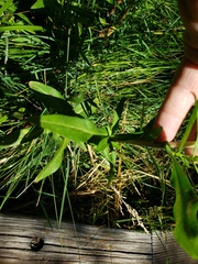 Symphyotrichum subspicatum