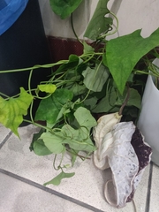 Aristolochia