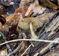 Pluteus umbrosus