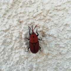 Rhynchophorus ferrugineus