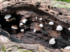 Crepidotus applanatus