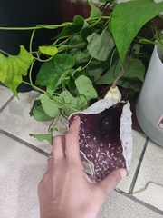Aristolochia