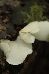 Pseudohydnum gelatinosum