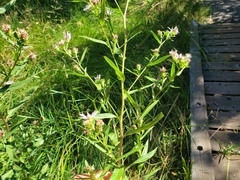 Symphyotrichum subspicatum