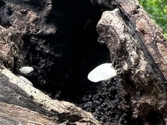 Crepidotus applanatus