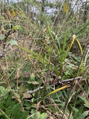Spiranthes incurva