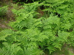 Pteridium aquilinum pubescens