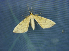 Gandaritis pyraliata