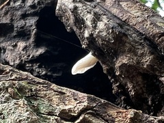 Crepidotus applanatus