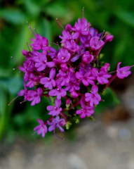 Centranthus macrosiphon
