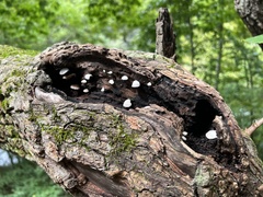 Crepidotus applanatus