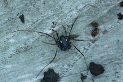 Paranemastoma quadripunctatum