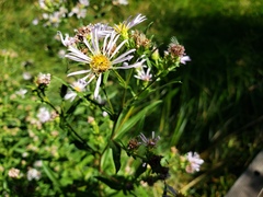 Symphyotrichum subspicatum