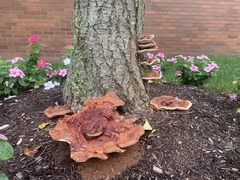 Ganoderma
