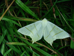 Ourapteryx sambucaria
