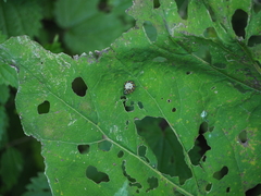 Tenthredo mandibularis