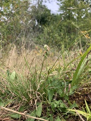 Spiranthes incurva