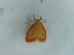 Miltochrista miniata