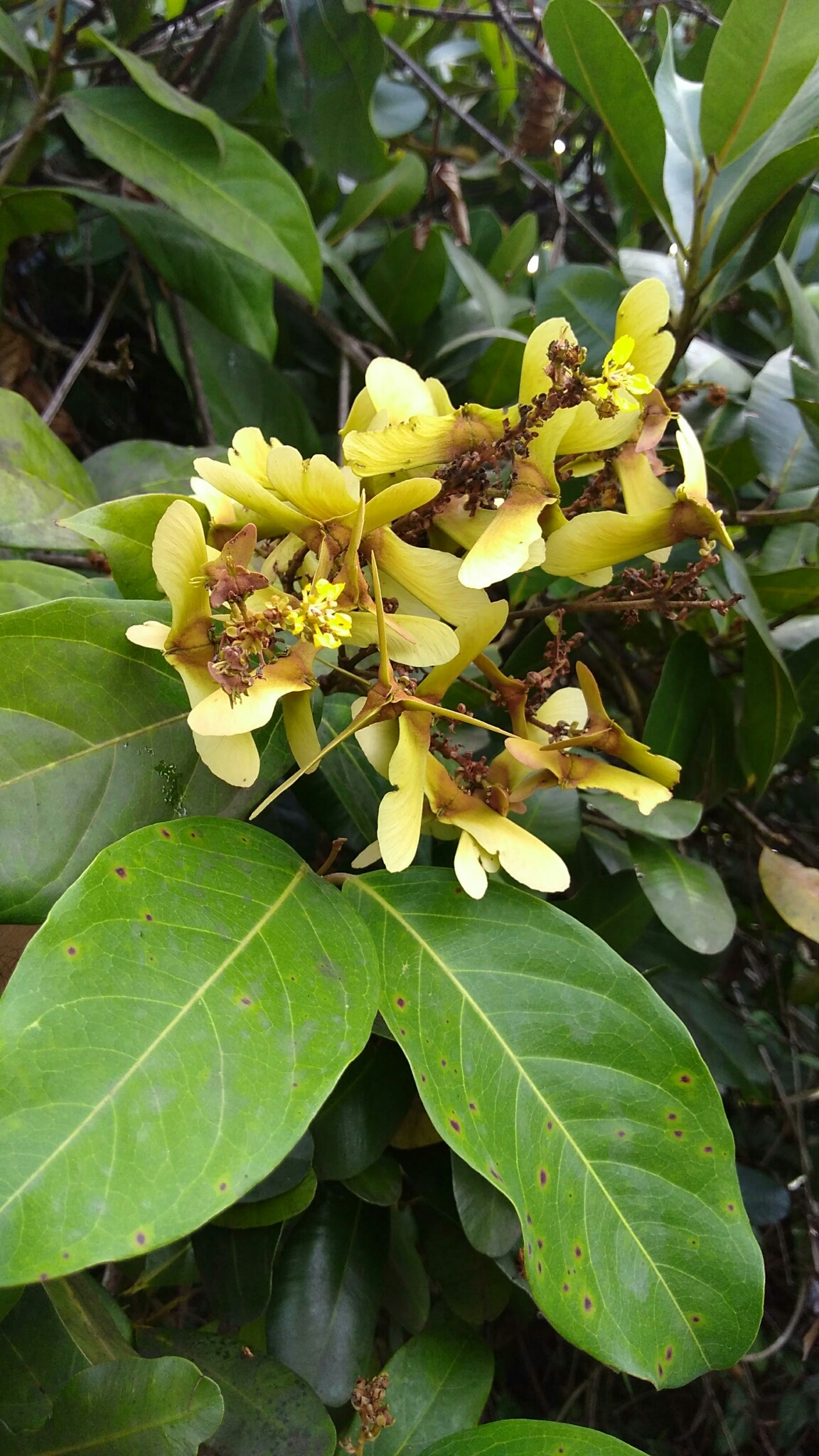 Stigmaphyllon floribundum