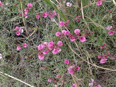 Indigofera complicata