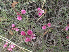 Indigofera complicata