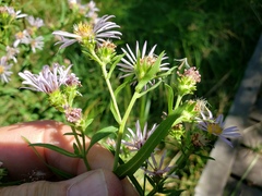 Symphyotrichum subspicatum