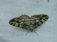 Alcis repandata