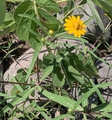 Melampodium appendiculatum