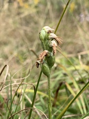 Spiranthes incurva