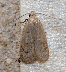 Autosticha kyotensis