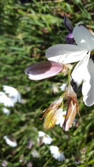 Sparaxis grandiflora