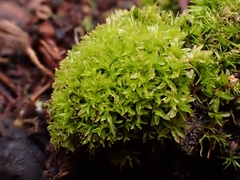 Leptodontium flexifolium