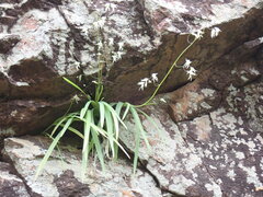 Melasphaerula graminea