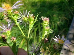Symphyotrichum subspicatum