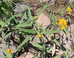 Melampodium appendiculatum