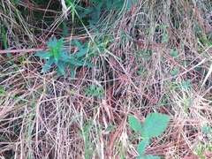 Glandora prostrata