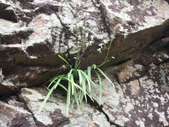 Melasphaerula graminea