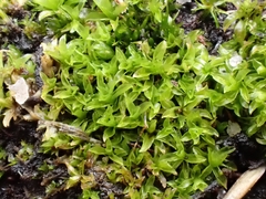 Leptodontium flexifolium