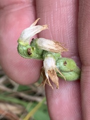 Spiranthes incurva