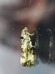 Endothenia