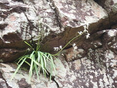 Melasphaerula graminea