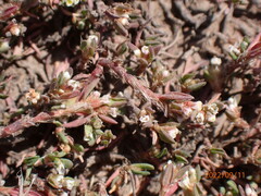 Polygonum arenastrum