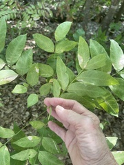 Pistacia chinensis