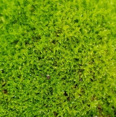 Leptodontium flexifolium