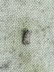 Dichomeris inversella