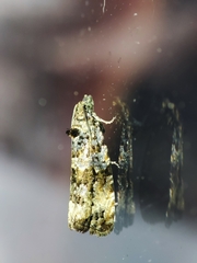 Endothenia