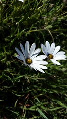 Dimorphotheca