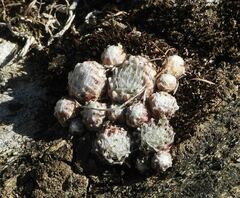 Sempervivum arachnoideum