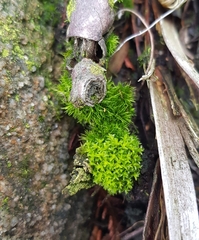 Leptodontium flexifolium